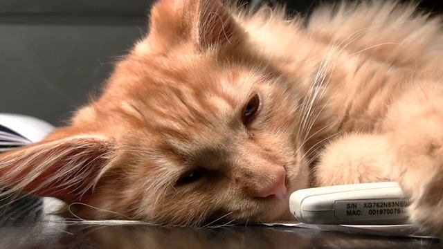 СМЕШНЫЕ И МИЛЫЕ КОШКИ смотреть онлайн