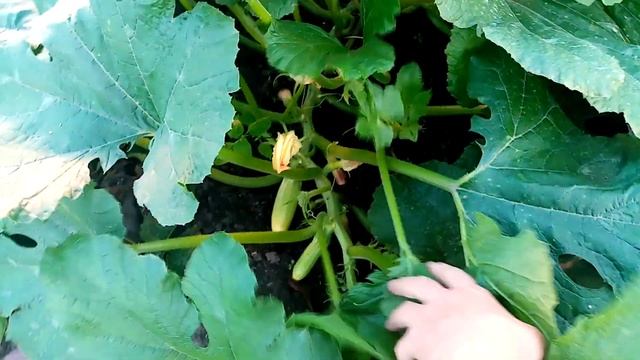 Собрали Второй Огромный Урожай🥒🥒🥒 КАБАЧКОВ.👍👍👍. Моя🐈 ДАША!!!🌞🌞🌞 7 сентября 2023💖г. смотреть онлайн
