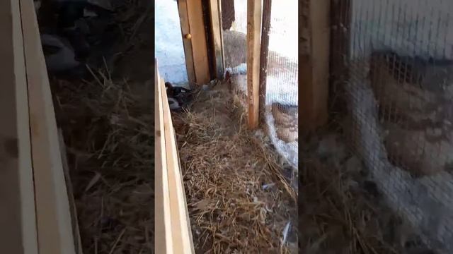 Будка для уток, утки ссорятся и дерутся, не признают новенькую 😁 смотреть онлайн