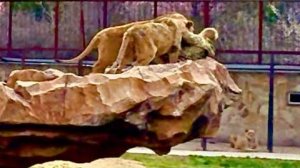 Люди на мостках ЗАМЕРЛИ от УЖАСА когда львы стали скидывать Олега Зубкова со скалы!!!