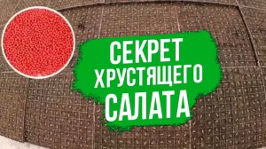 Лучший сорт салата. Хрустящий салат без горечи.