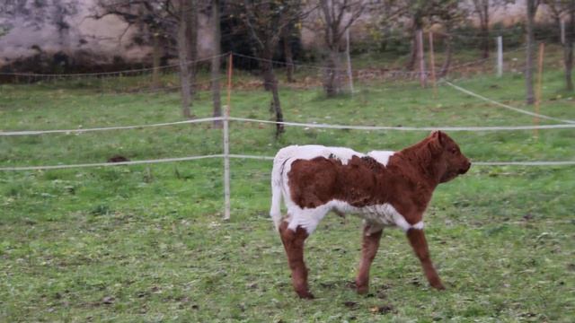 2022-11-30 MIRKE RTIODACTYLA Bos taurus DOMAČE GOVEDO смотреть онлайн