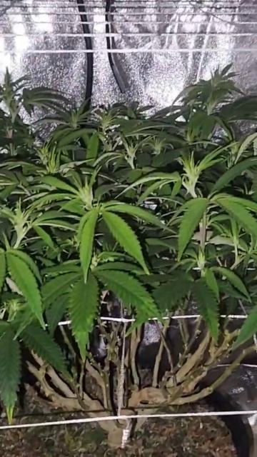 EZ CO2 bag added on day 9 of Bloom смотреть онлайн