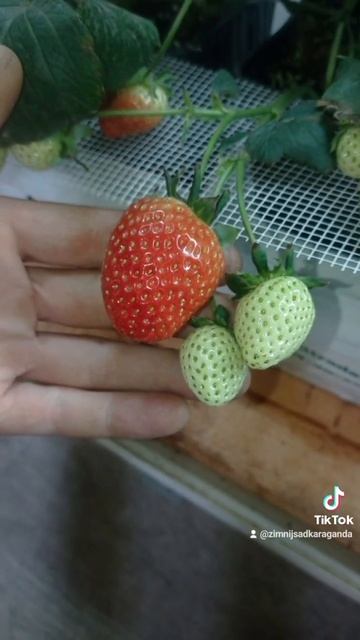 клубника круглый год! #зимнийсад #клубника #madcat #кошкиндом #хочуврек смотреть онлайн
