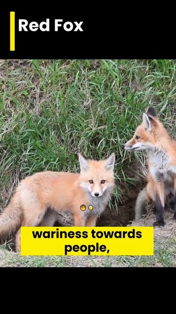 10 animals cute but deadly: red fox смотреть онлайн