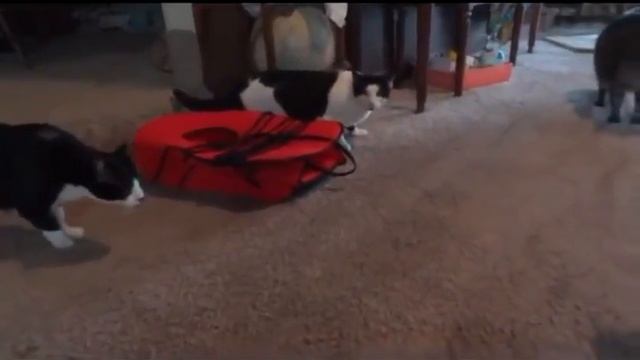 Cats get scared (Коты и чучело рыси) смотреть онлайн