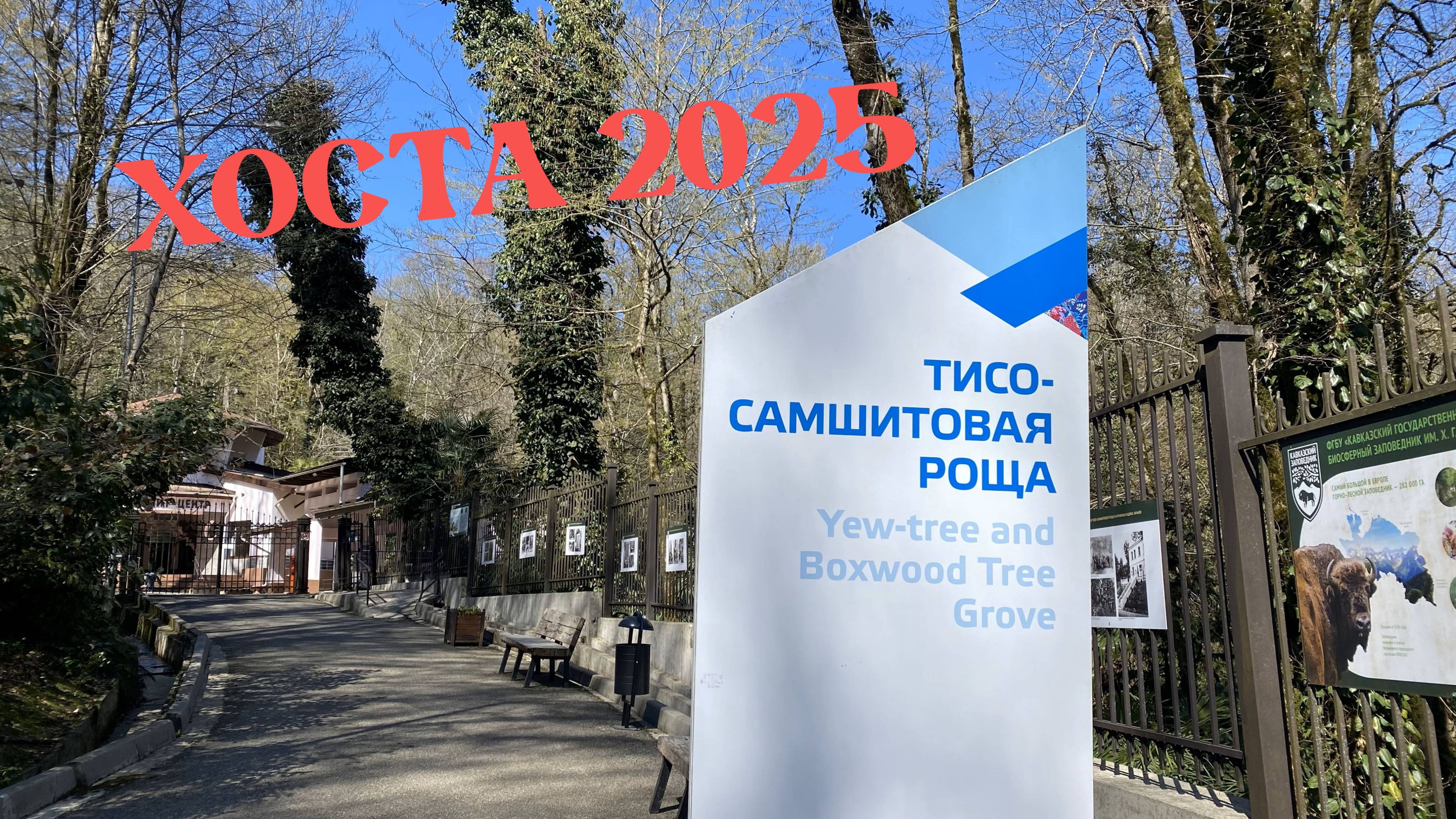 ХОСТА 2025. ТИСО-САМШИТОВАЯ РОЩА смотреть онлайн