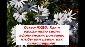 Как правильно вырастить шикарный кустик Остеоспермума?