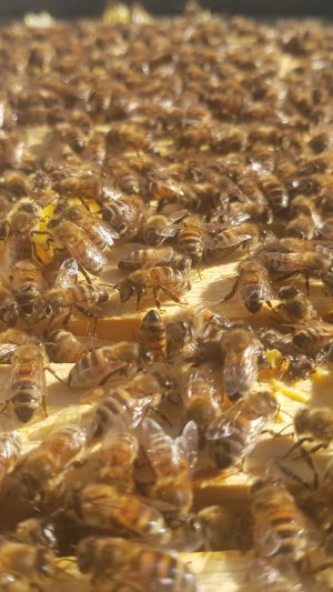 Миролюбие пчелы Бакфаст