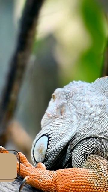 Reptil #shorts смотреть онлайн