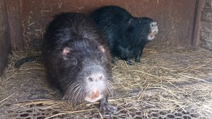 Запас сена. На хозяйстве у НУТРИЙ. Битва за воду. 11.03.25.