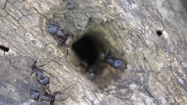 Close-up video of large ant colony in dead tree смотреть онлайн