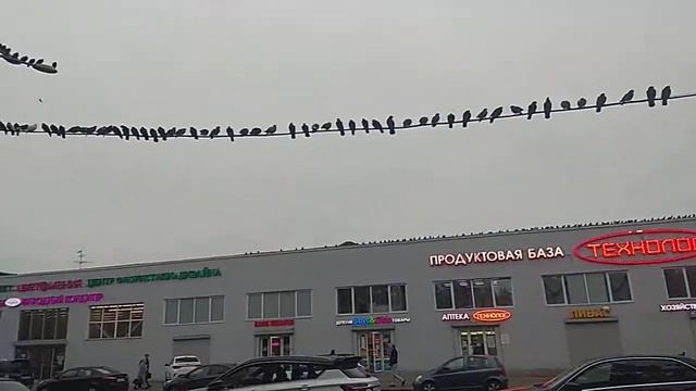 Голуби в Питере смотреть онлайн