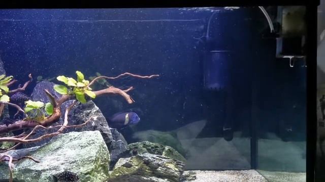Aquael turbo 2000 😁😁 смотреть онлайн