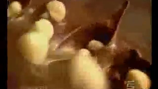 (REUPLOAD) YP - Baz fa pubblicità su Rai Uno смотреть онлайн
