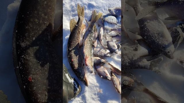 Отчёт. Щука. Подлещик. Сорога. Жерлица