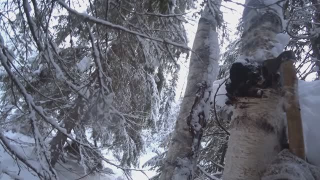Еду в тайгу на сбор чаги. Буран короткий тяжело едет по целине. 1/3 серия (13.01.25) смотреть онлайн