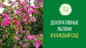 Декоративные яблони - обязательное растение для красивого сада