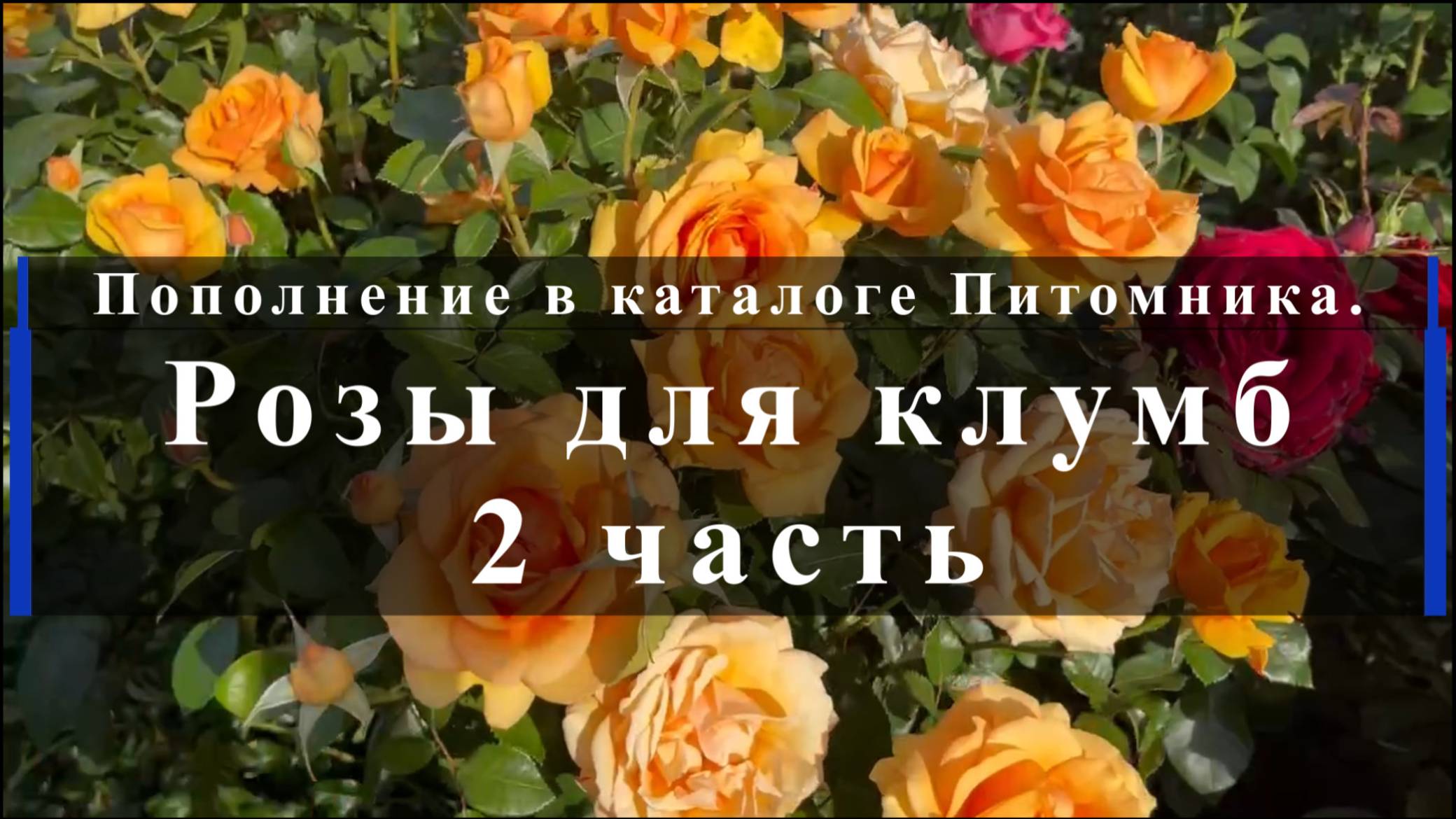 Пополнение в каталоге Питомника. Розы для клумб. 2 часть смотреть онлайн