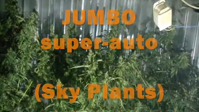 JUMBO super auto смотреть онлайн