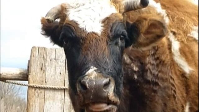 Почему корова ест ЭТО? СЕРЫЙ АНГЕЛ редкая музыка