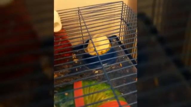 Слайд Шоу "Жизнь Хомяков" смотреть онлайн