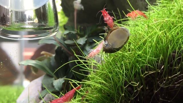 Mein 30 Liter Iwagumi | Red Fire Sakura Zwerggarnelen | LIVING ROOM AQUA смотреть онлайн