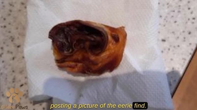 The Cat Returned from a Walk With An Ear in His Teeth the Owners Almost Had a Stroke, the Police Ev смотреть онлайн