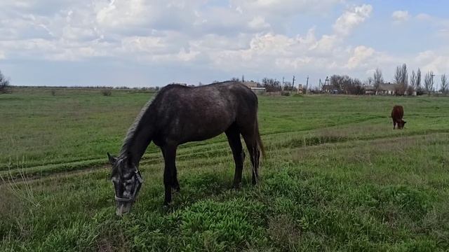 КОНЬ ПРИШЕЛ В ЗДОРОВУЮ ФОРМУ смотреть онлайн