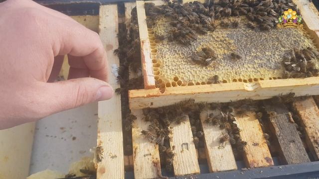 Ревизия доноров. F1 от B124 (DSA)