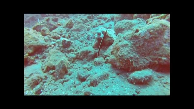 DIVING TULAMBEN AND WRECK USAT LIBERTY (09/2016) смотреть онлайн