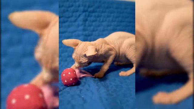 NMC 03HB Мяч с перьями с кошачьей мятой смотреть онлайн