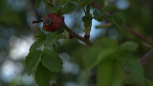 L'églantier смотреть онлайн