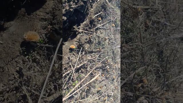 17 января 2021 г. смотреть онлайн