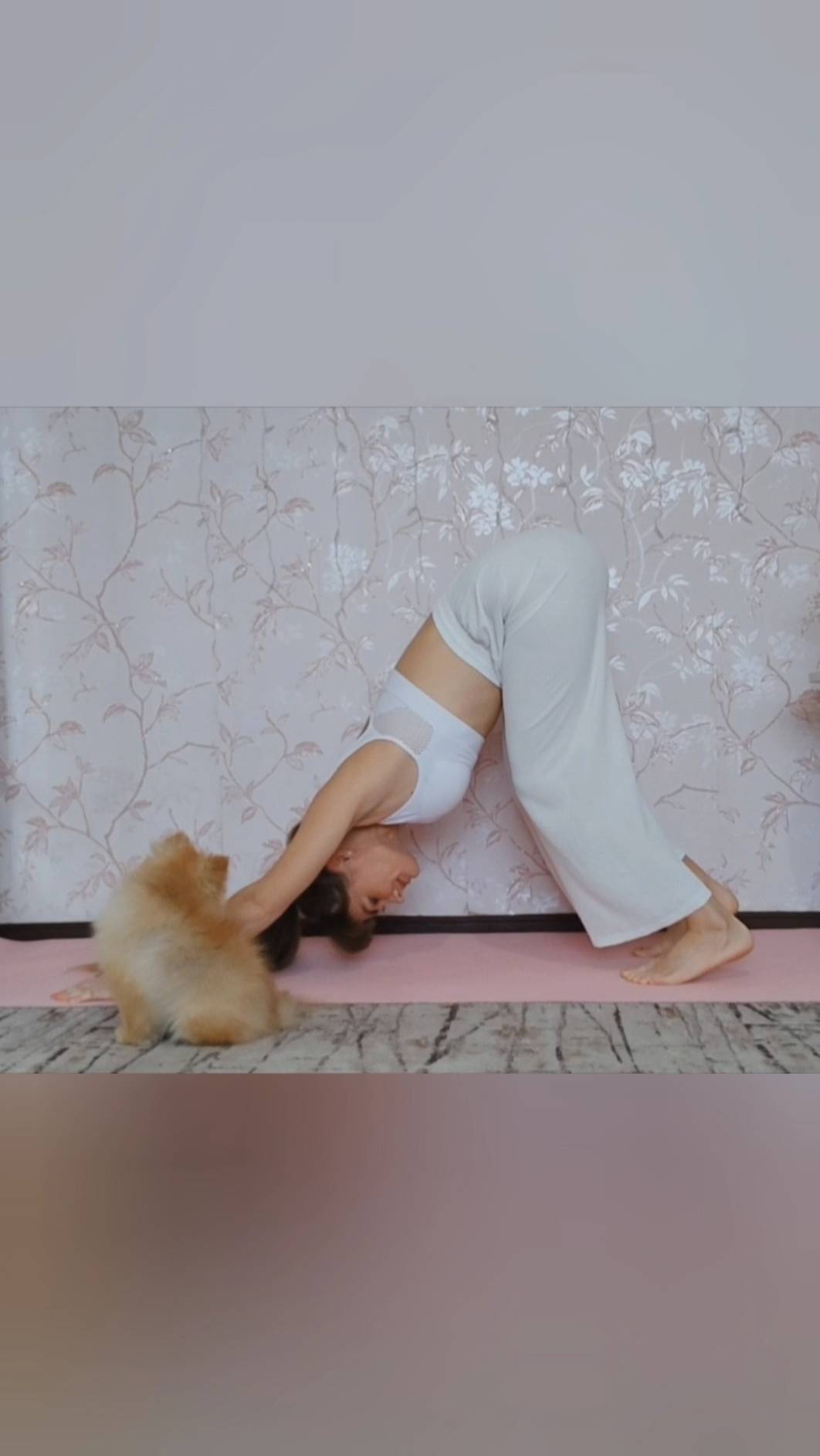 Собака мордой вниз, собака мордой вверх. Йога со шпицем