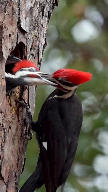 Ариэль Рамирес - Паломники (Первоисточник)🧡💙🤍Поль Мориа - Жаворонок 🤍💙🧡В мире животных 🧡🤍💙 смотреть онлайн