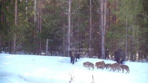 ВОТ ЭТО СЕМЕЙКА!) КАБАНЫ С МАЛЕНЬКИМИ ПОЛОСАТИКАМИ ПОПАЛИ НА ФОТОЛОВУШКУ,