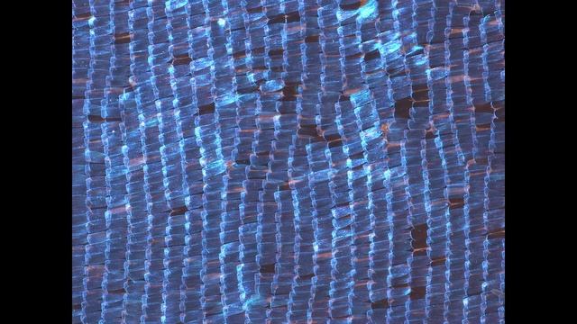 Morpho Butterfly Scales смотреть онлайн