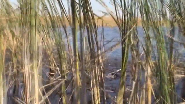 Мотор-болотоход драконий хвост 13 л.с. смотреть онлайн