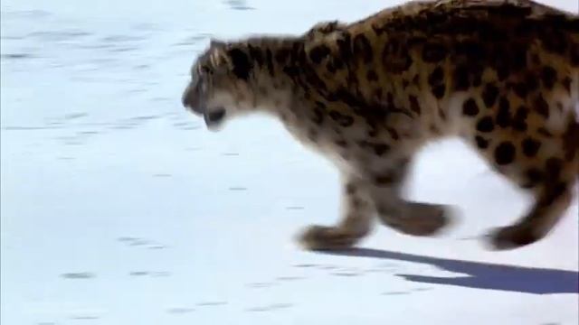 FangChengBao Bao8 (Leopard 8) смотреть онлайн