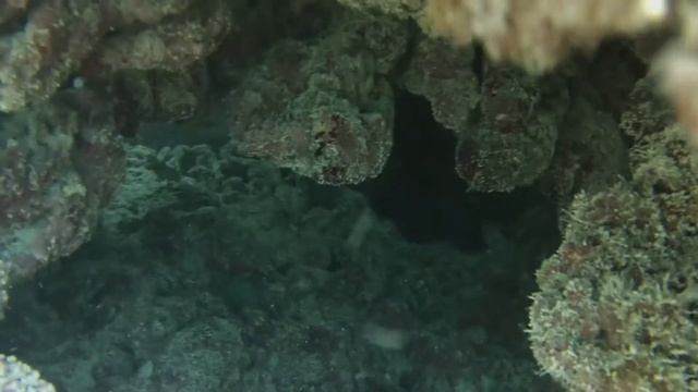 East of Bahrain - Diving смотреть онлайн