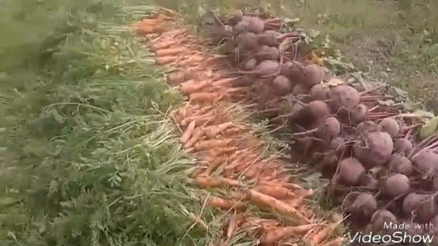 Последний обзор урожая 2017 года смотреть онлайн