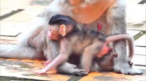 Совсем маленький макашонок.1000042383.mp4