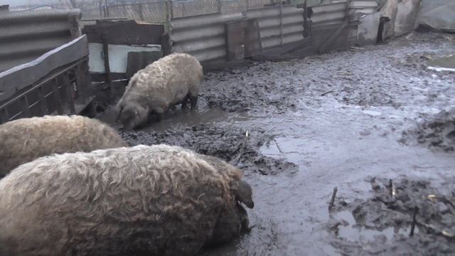 В якому віці парувать Угорську Мангалицю смотреть онлайн