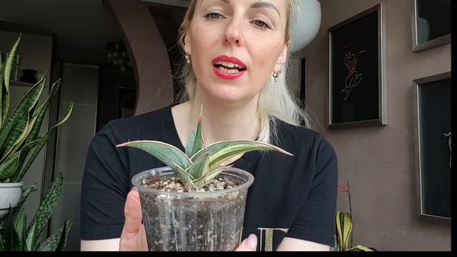 Обзор сорта сансеверий PINGUICULA в моей коллекции. Все PINGUICULA,собранные за 4 г, в одном видео. смотреть онлайн