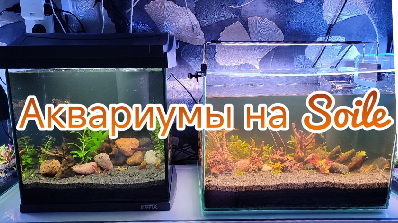 Запустил два аквариума на питательном грунте Soil. смотреть онлайн