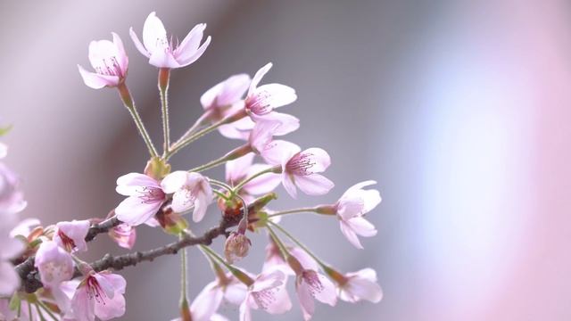 Весенние зарисовки смотреть онлайн