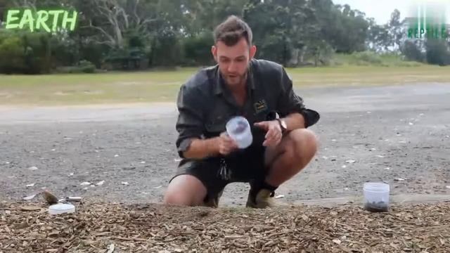How to Catch a Funnel WEB | This is Earth смотреть онлайн