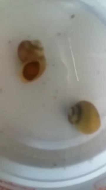 My snail is dead 😓 смотреть онлайн