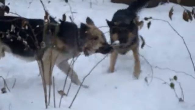 Восточноевропейские овчарки 3 смотреть онлайн